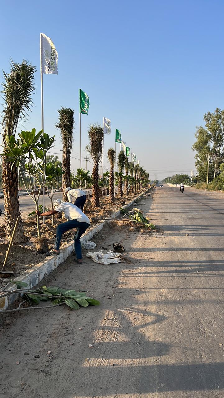 Before Palm Tree by Total Green Solutions